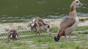 thumbs/p1000714_nilgänse_bei_pünderich.jpg.jpg