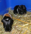 Willi (links) und Gina (rechts) (April 2007)